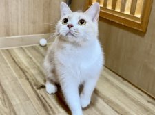 マンチカン【・女の子・2021年1月24日・クリームタビー&ホワイト】