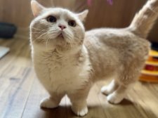 マンチカン【・男の子・2018年12月23日・クリームタビー&ホワイト】