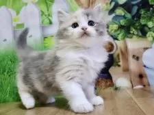 マンチカン(長足)【岐阜県・女の子・2025年2月3日・ダイリュートキャリコ】の写真6