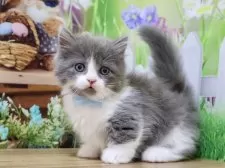 マンチカン(短足)【岐阜県・男の子・2025年9月1日・ブルー&ホワイト】の写真10