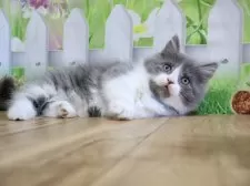 マンチカン(短足)【岐阜県・男の子・2025年9月1日・ブルー&ホワイト】の写真5