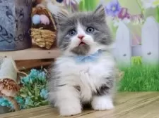 マンチカン(短足)【岐阜県・男の子・2025年9月1日・ブルー&ホワイト】の写真11