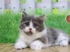 マンチカン(短足)【岐阜県・男の子・2025年9月1日・ブルー&ホワイト】の写真9