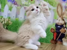 マンチカン(短足)【岐阜県・男の子・2025年3月22日・クリームタビー&ホワイト】の写真15