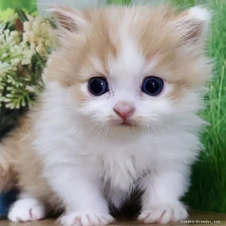 Y.A 様のお迎えした子猫