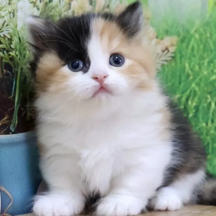 ID:2507-01823の子猫