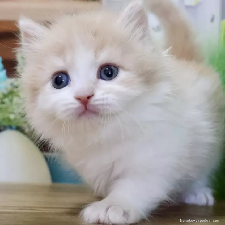 ID：2505-00343の子猫