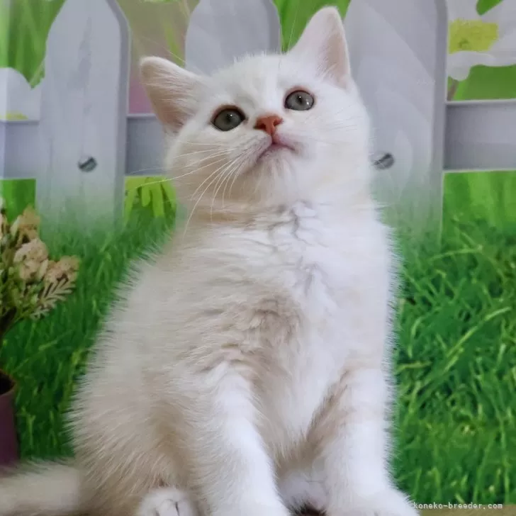 show 様のお迎えした子猫