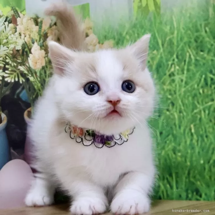 マンチカン(短足)【岐阜県・男の子・2025年9月13日・クリームタビー&ホワイト】の写真1「お顔もお目目もまん丸です♡」