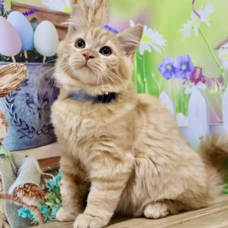 ID：2508-01940の子猫