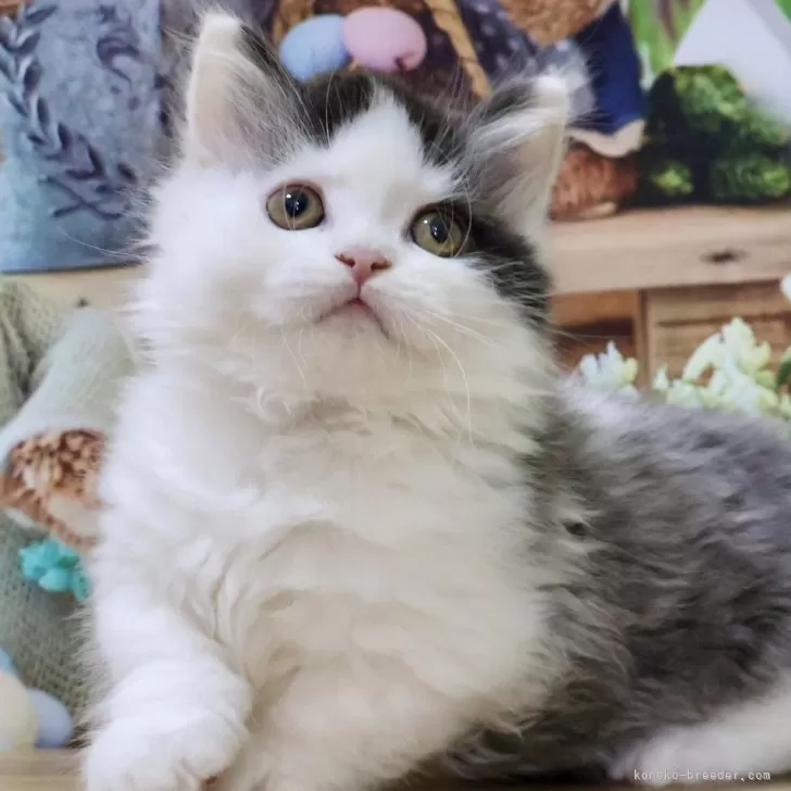 ID:2504-03367の子猫