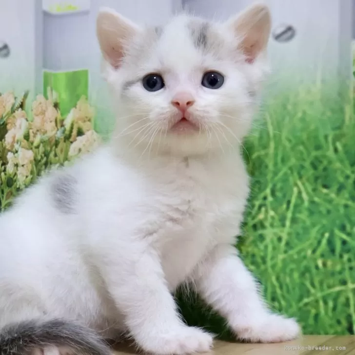 ID：2504-03461の子猫
