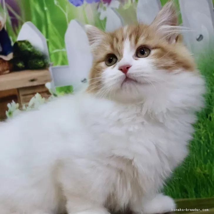 ID：2411-02787の子猫