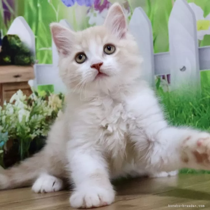 ID:2505-00330の子猫
