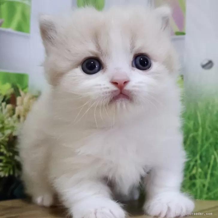 ID：2504-02351の子猫