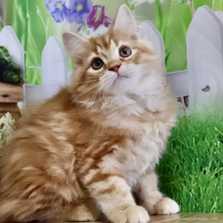 taro3 様のお迎えした子猫
