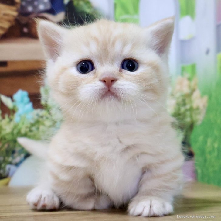 ブリーダー画像