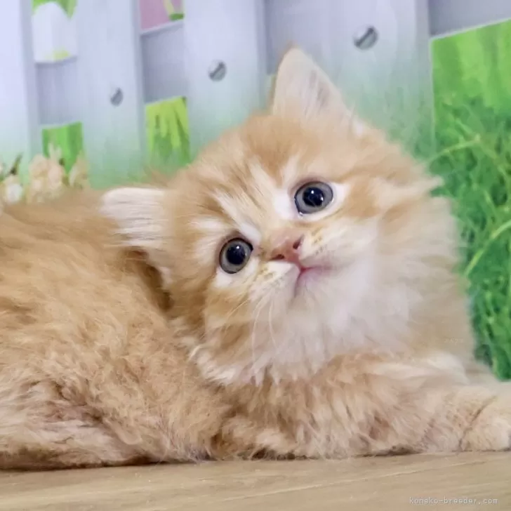 ID：2505-01147の子猫