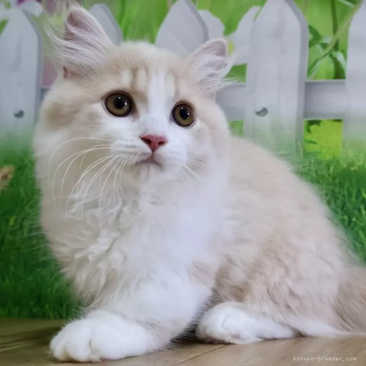 マンチカン(短足)【岐阜県・男の子・2025年3月22日・クリームタビー&amp;ホワイト】の写真1「お目目ぱっちりまん丸な短足くんです♡淡いクリームが優しい雰囲気の元気な猫ちゃんです」