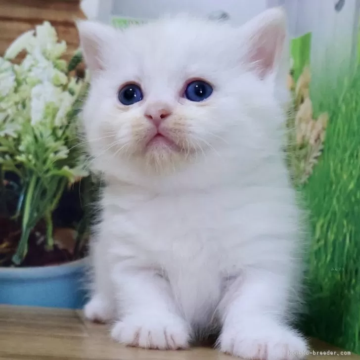 Y.A 様のお迎えした子猫