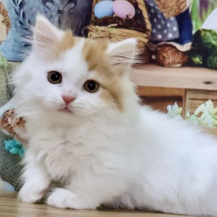 N.S 様のお迎えした子猫