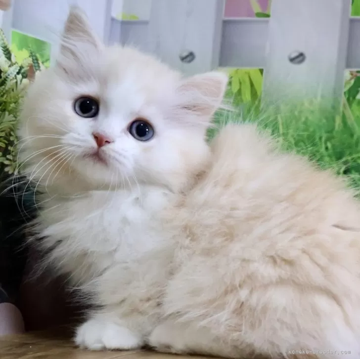 ぴの 様のお迎えした子猫