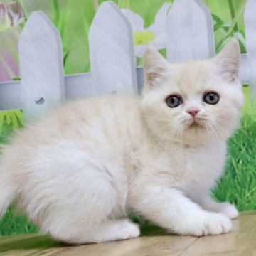 ミヌエット(長足)【岐阜県・男の子・2025年9月30日・クリームタビー&ホワイト（ショート）】の写真「お顔まん丸🥰フワフワショートヘアの男の子です🧡」