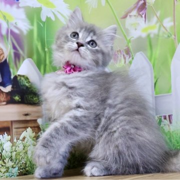 マンチカン(長足)【岐阜県・女の子・2025年9月1日・ブルーパッチドタビー（ロング）】の写真「お目目くりくり🥰とても優しい性格の女の子です💕」