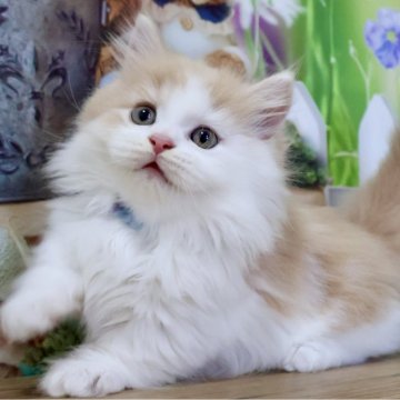マンチカン(短足)【岐阜県・男の子・2025年9月13日・クリームタビー&ホワイト（ロング）】の写真「お顔まん丸💕ふわふわロングの短足くんです🐱」