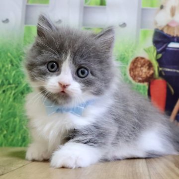 マンチカン(短足)【岐阜県・男の子・2025年9月1日・ブルー&ホワイト（ロング）】の写真「とても綺麗なお顔立ちでちょび髭の短足くんです♡」