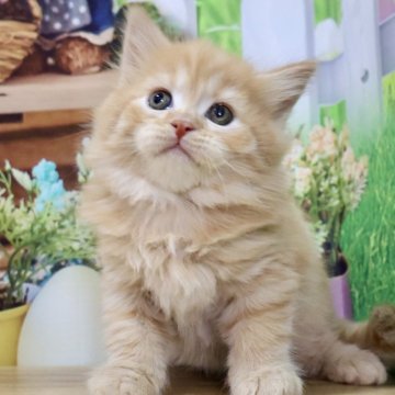 マンチカン(長足)【岐阜県・男の子・2025年7月17日・レッドタビー（ロング）】の写真「お目目くりくりで愛らしいお顔立ちの長足くんです🥰」