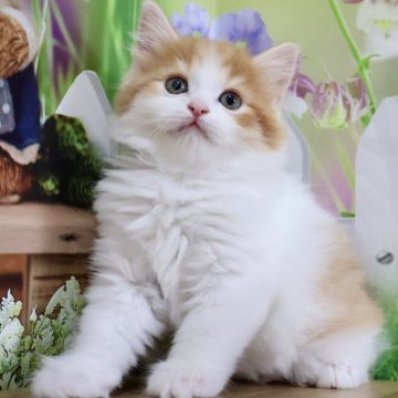 マンチカン(長足)【岐阜県・男の子・2025年7月17日・レッドタビー&ホワイト（ロング）】の写真「超美形🐱まん丸お目目の長足くん💕」