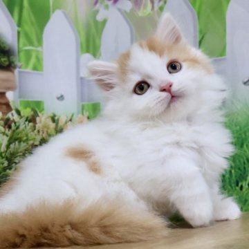 マンチカン(短足)【岐阜県・男の子・2025年6月15日・レッドタビー&ホワイト（ロングヘアー）】の写真「お目目クリクリ🥰ふわふわロングの短足くんです💕」