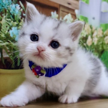 マンチカン(長足)【岐阜県・男の子・2025年11月22日・シルバータビー&ホワイト（ショート）】の写真「お顔まん丸🥰ふわふわな長足くんです🩷」