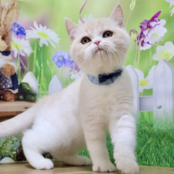 ミヌエット(長足)【岐阜県・男の子・2025年9月30日・クリームタビー&ホワイト（ショート）】の写真「お顔まん丸🥰フワフワショートヘアの男の子です🧡」