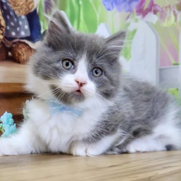 マンチカン(短足)【岐阜県・男の子・2025年9月1日・ブルー&ホワイト（ロング）】の写真「お目目くりくり💕ちょび髭がチャームポイントです」