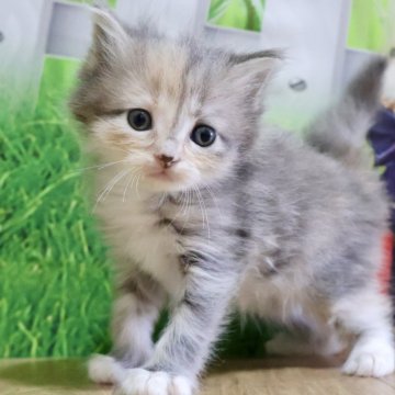 マンチカン(長足)【岐阜県・女の子・2025年9月1日・ブルーパッチドタビー&ホワイト（ロング）】の写真「お目目くりくりで優しいお顔立ちの女の子です🥰💕」