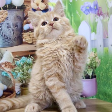 マンチカン(長足)【岐阜県・男の子・2025年7月17日・レッドタビー（ロングヘアー）】の写真「お目目くりくりで愛らしいお顔立ちの長足くんです🥰」