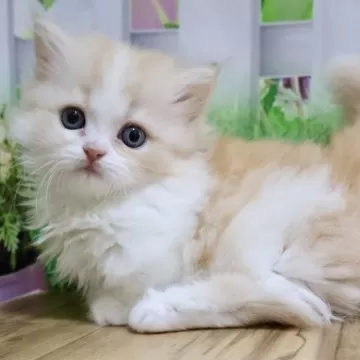 幅広(ホワイト②無地)ジューンブライドシュシュ、わんちゃん猫ちゃん用 幅広(ホワイト②無地)ジューンブライドシュシュ、わんちゃん猫