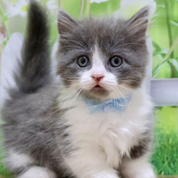 マンチカン(短足)【岐阜県・男の子・2025年9月1日・ブルー&ホワイト(ロング)】の写真「お目目くりくり💕ちょび髭がチャームポイントです」