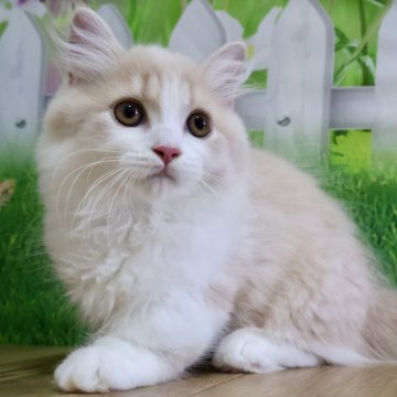 マンチカン(短足)【岐阜県・男の子・2025年3月22日・クリームタビー&ホワイト（ロングヘア）】の写真「ハチワレがとっても綺麗で人懐っこい男の子です💕」