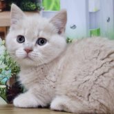 マンチカン