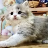 マンチカン(長足)【岐阜県・女の子・2025年2月3日・ダイリュートキャリコ】の写真1「優しいお顔立ちの女の子です♡これから益々美猫ちゃんに成長予定です♪」