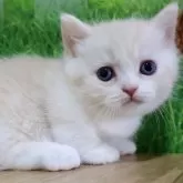 マンチカン(短足)