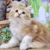 マンチカン(長足)