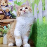 マンチカン(長足)