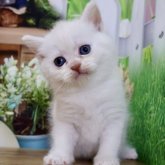 マンチカン(長足)