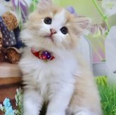 マンチカン(長足)