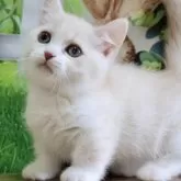 マンチカン(短足)