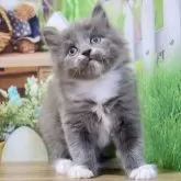 マンチカン(長足)【岐阜県・男の子・2025年1月28日・ブルー&ホワイト】の写真1「☆画像更新☆ぽわ〜んとした表情でいつも癒してくれるおっとりな男の子です♡」